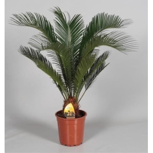 Цикас поникающий 40 см.